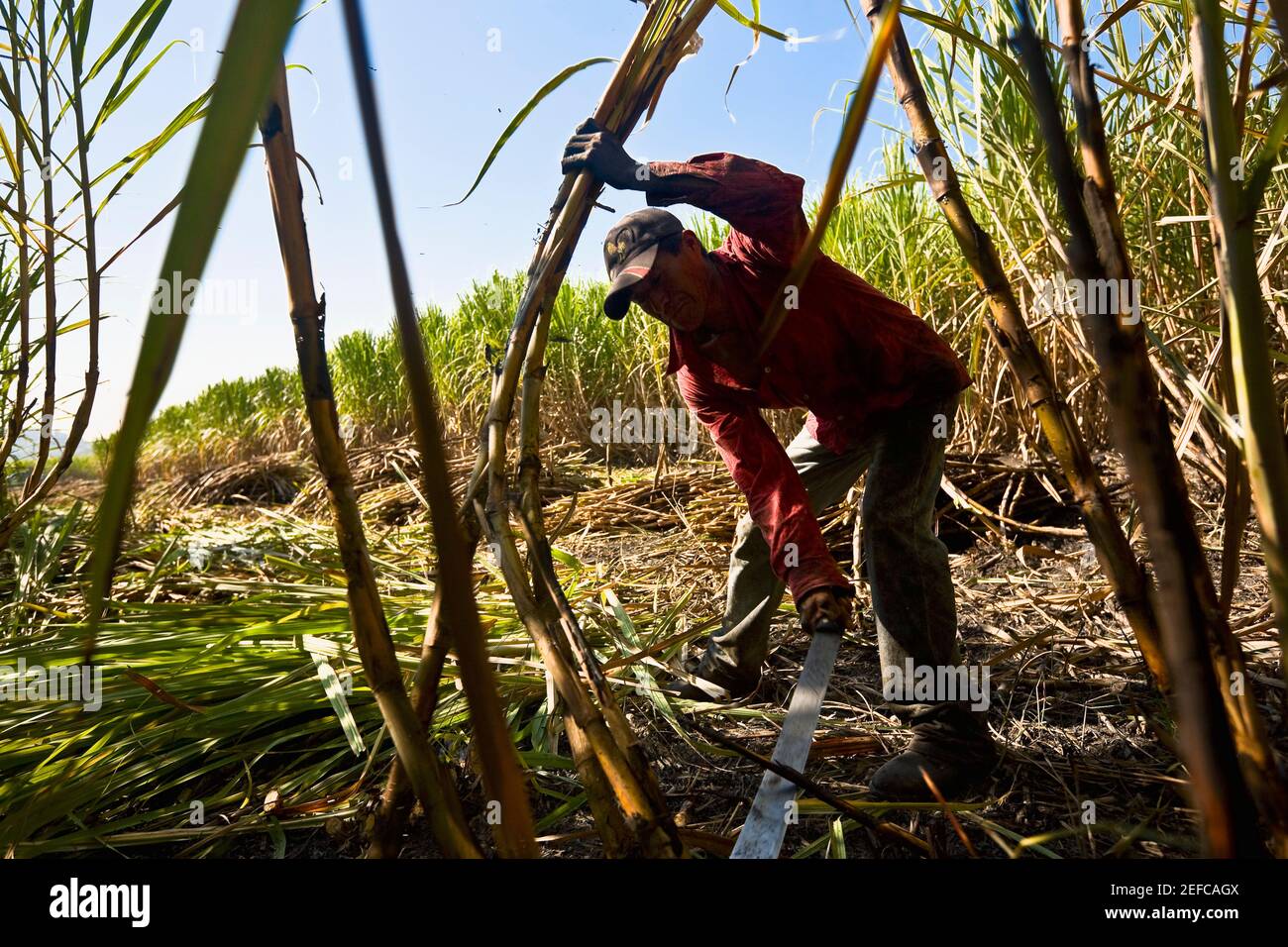 Farmer harvesting sugar canes in a field, Tamasopo, San Luis Potosi, San Luis Potosi State, Mexico Stock Photo