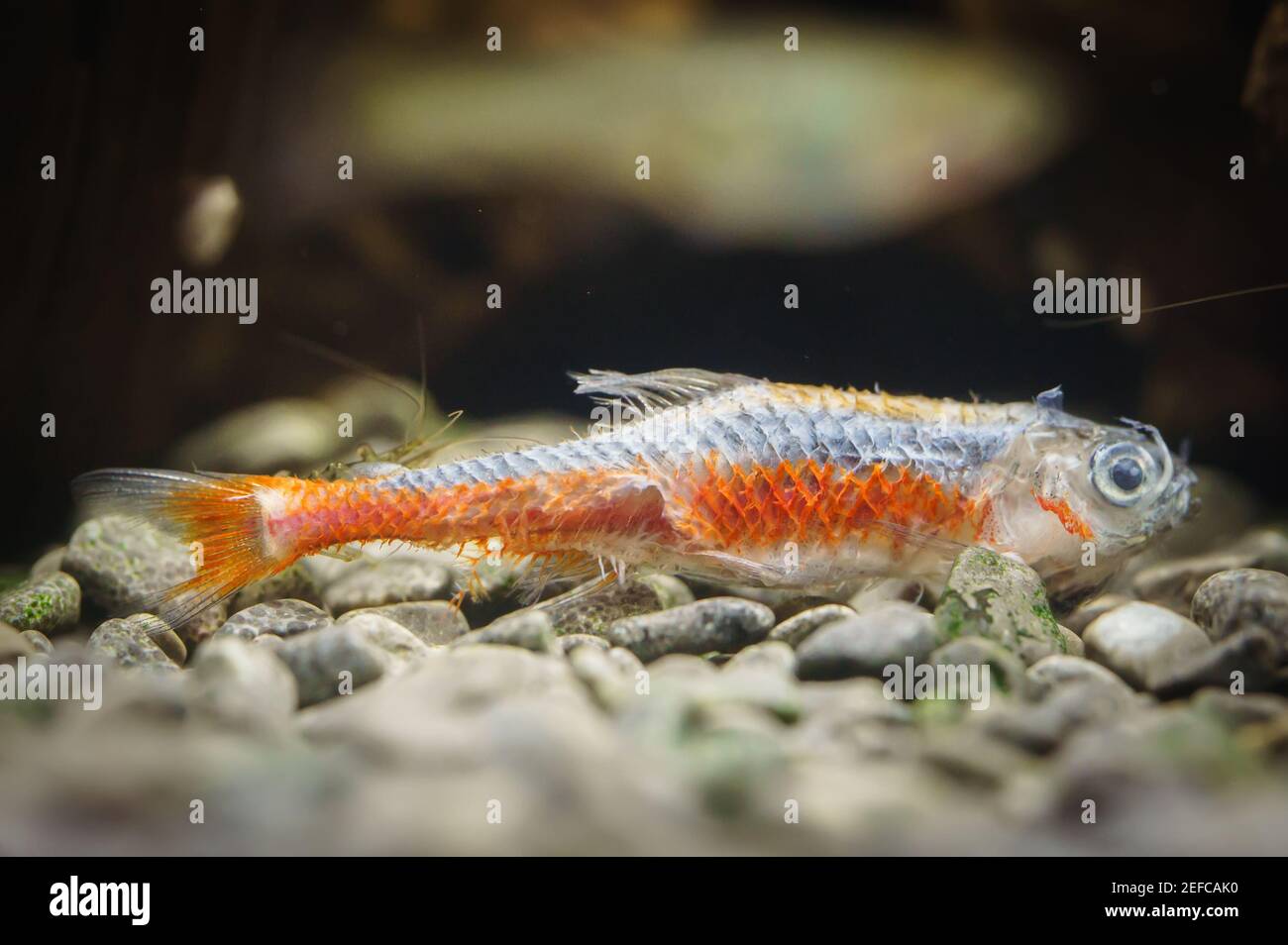 Dead neon fish bottom hi res stock photography and images Alamy