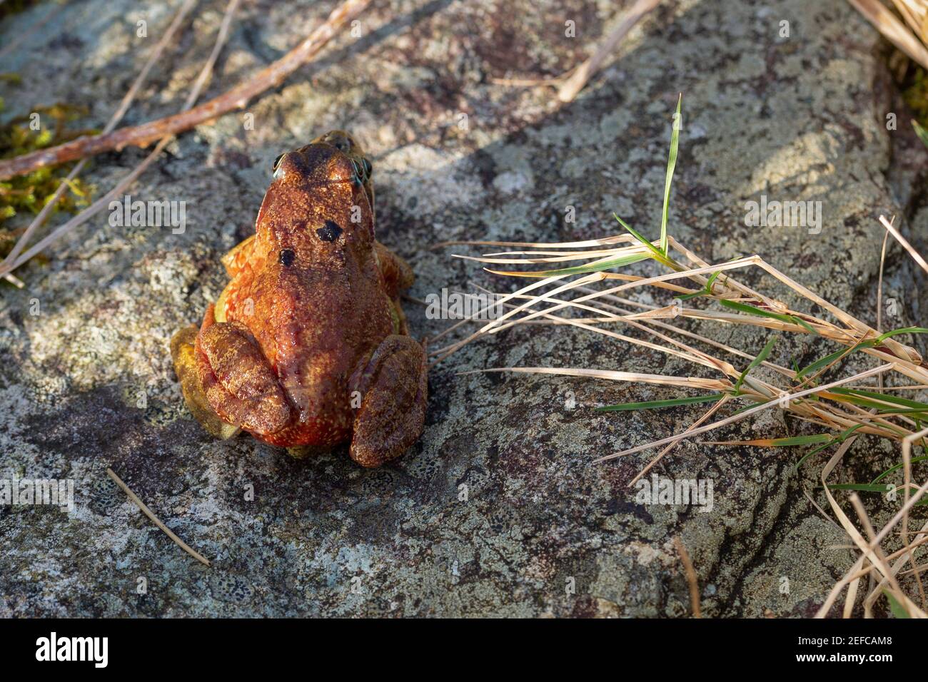 Two Common Frogs Mating, County Kerry, Ireland Stock Photo Alamy