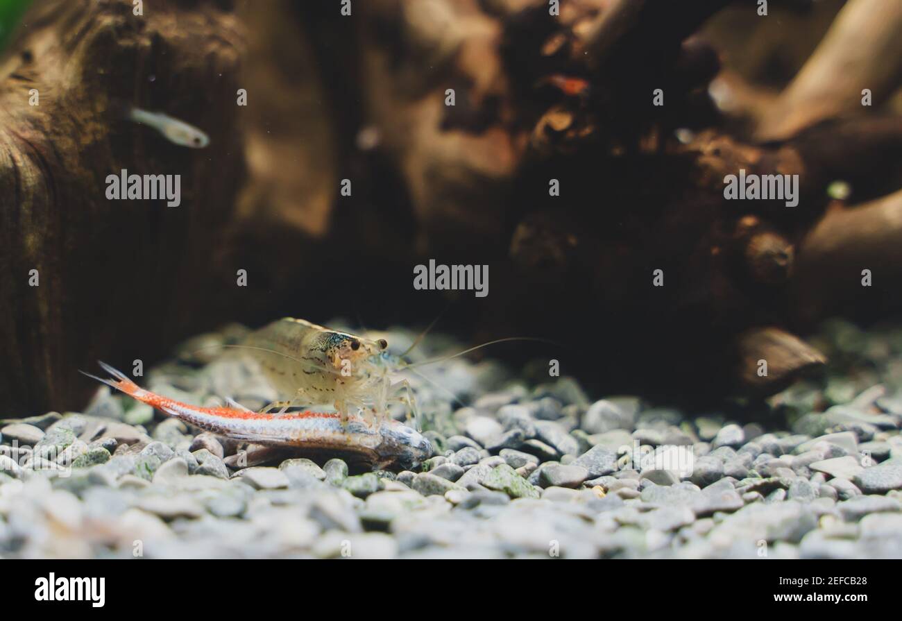 Amano shrimps eating dead neon fish Stock Photo Alamy