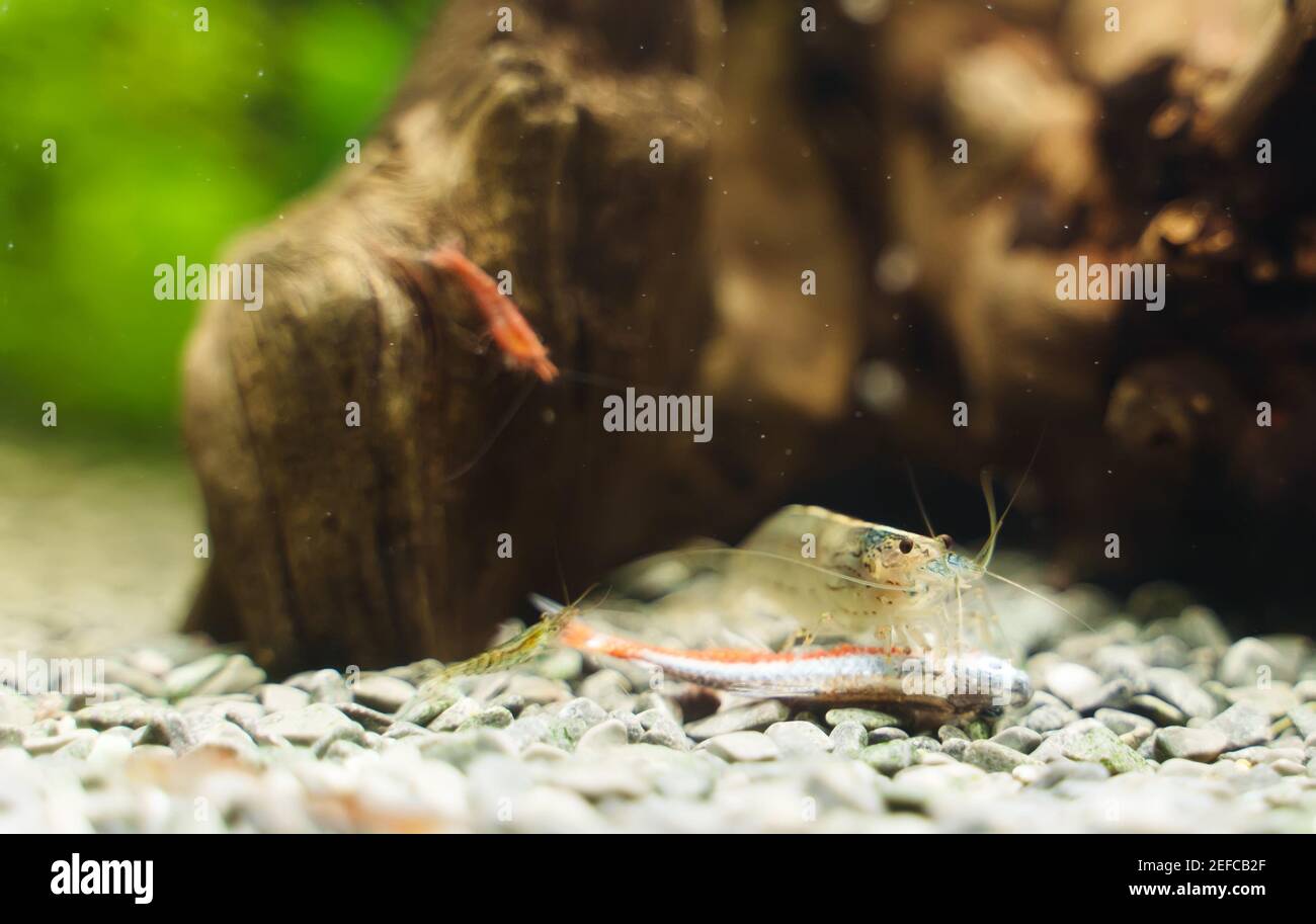 Amano shrimps eating dead neon fish. Stock Photo