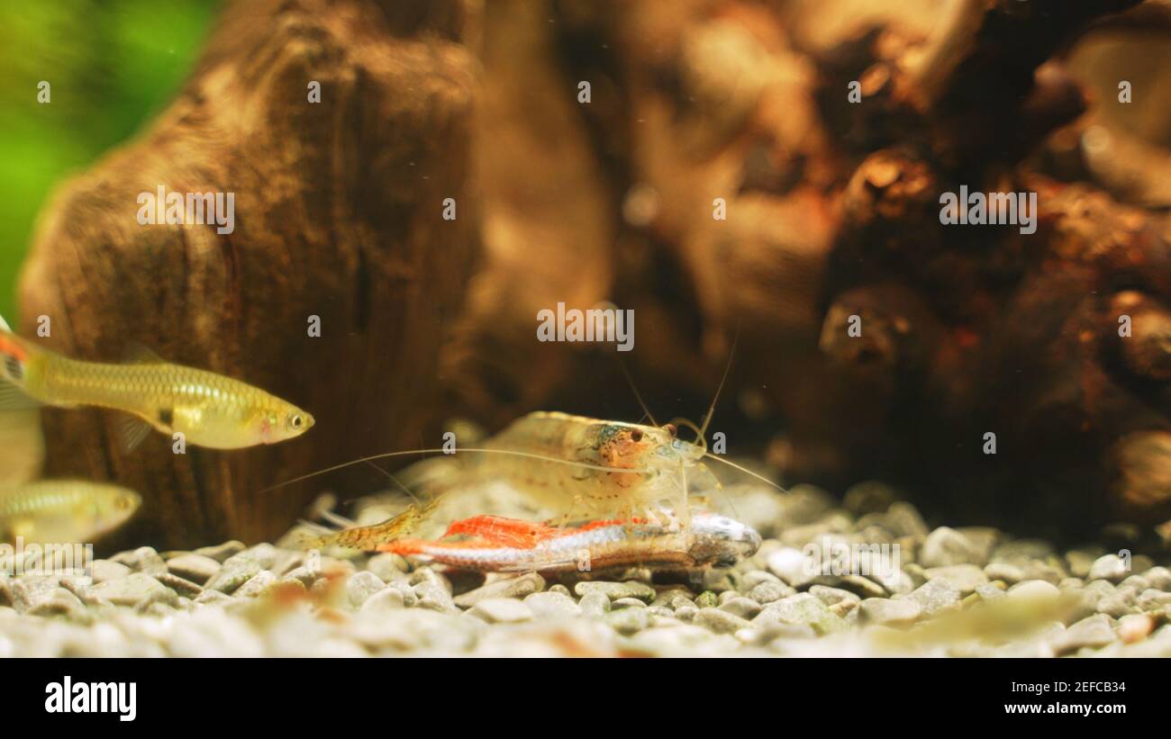 Amano shrimps eating dead neon fish. Stock Photo