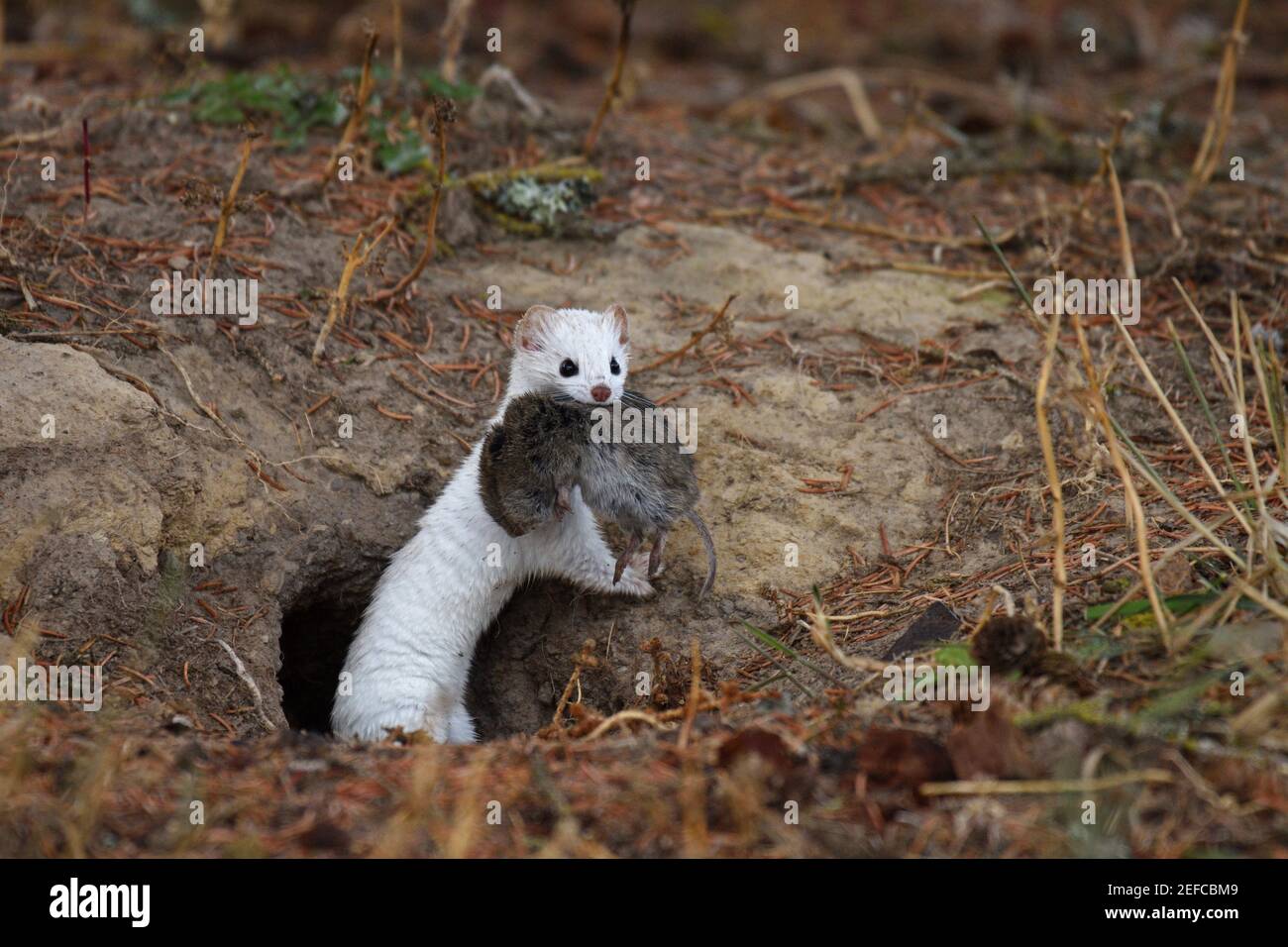 Short-tailed weasel with a vole it is caching in an old ground squirrel burrow in fall. Yaak Valley, northwest Montana. (Photo by Randy Beacham) Stock Photo