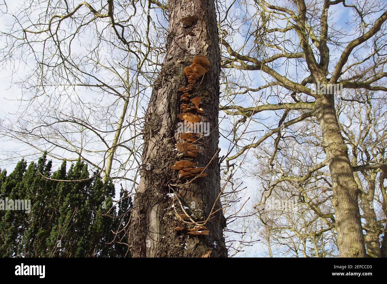 Pleurotus ostreatus, the oyster mushroom or oyster fungus. Mushrooms on the trunk of a horse chestnut tree in the Dutch village of Bergen in winter. Stock Photo