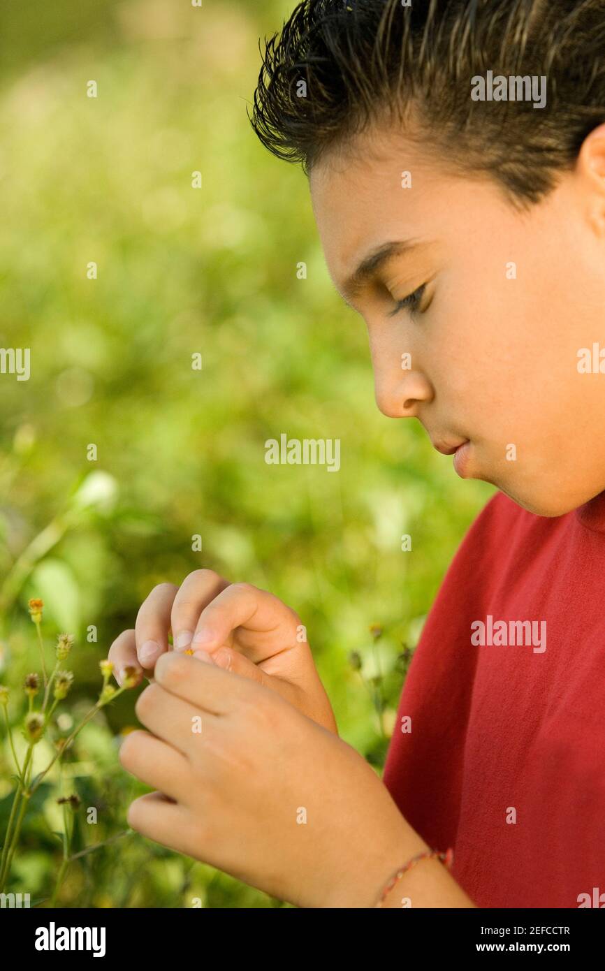 Side profile of a boy holding a wildflower Stock Photo