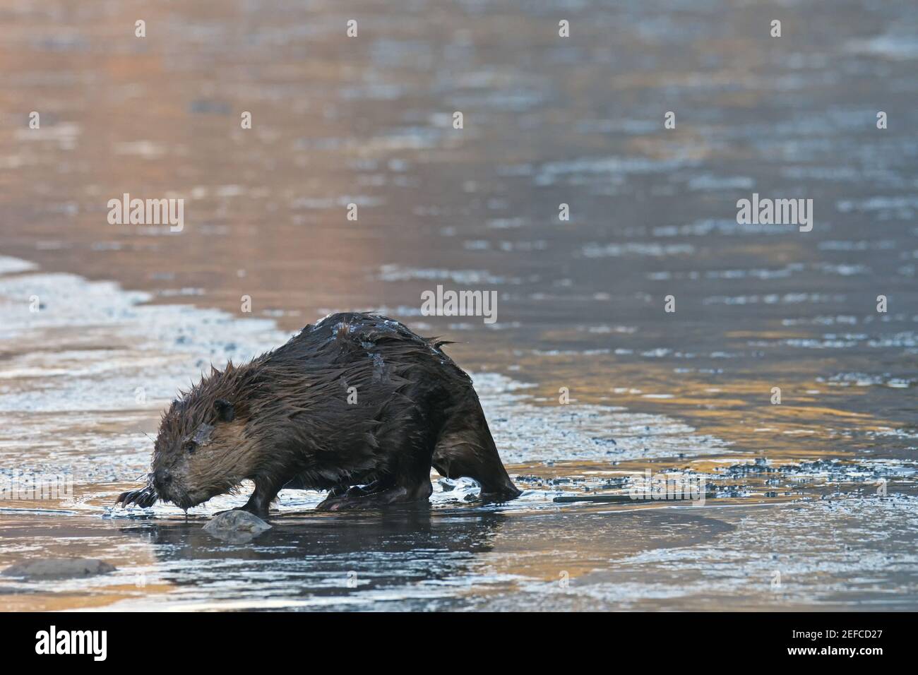 Beaver coming out of the partially frozen Yaak River. Yaak Valley, northwest Montana. (Photo by Randy Beacham) Stock Photo