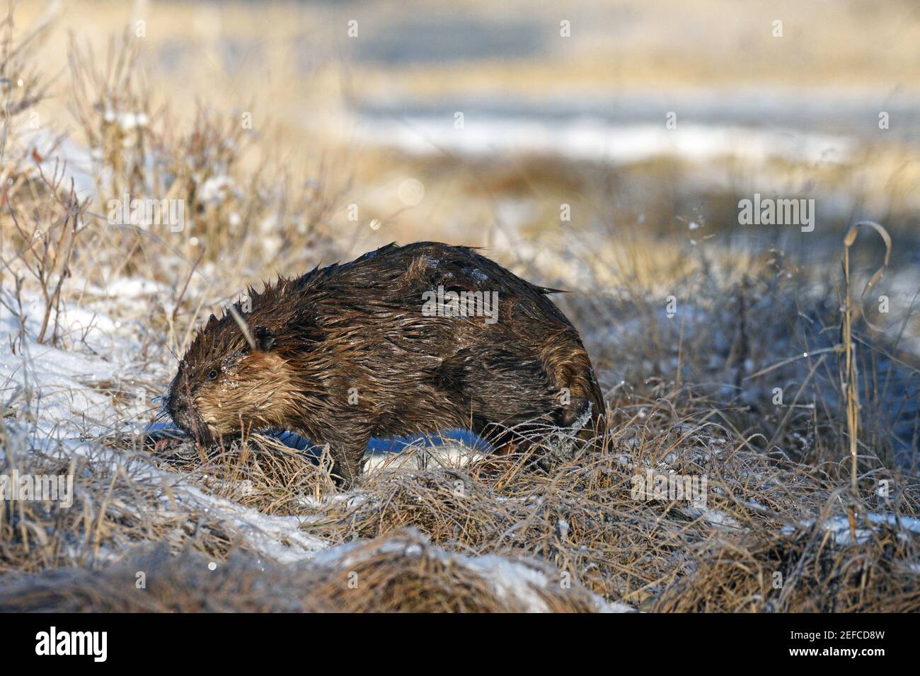 Beaver along the shore of the Yaak River in late fall. Yaak Valley, northwest Montana. (Photo by Randy Beacham) Stock Photo
