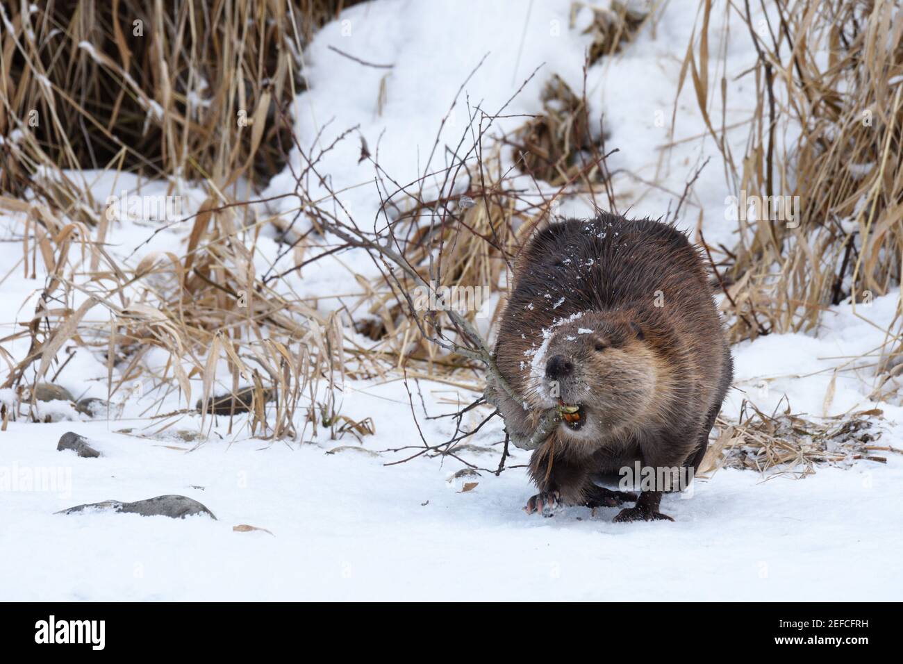 Beaver carrying a willow branch to the Yaak River in late fall. Yaak Valley, northwest Montana. (Photo by Randy Beacham) Stock Photo