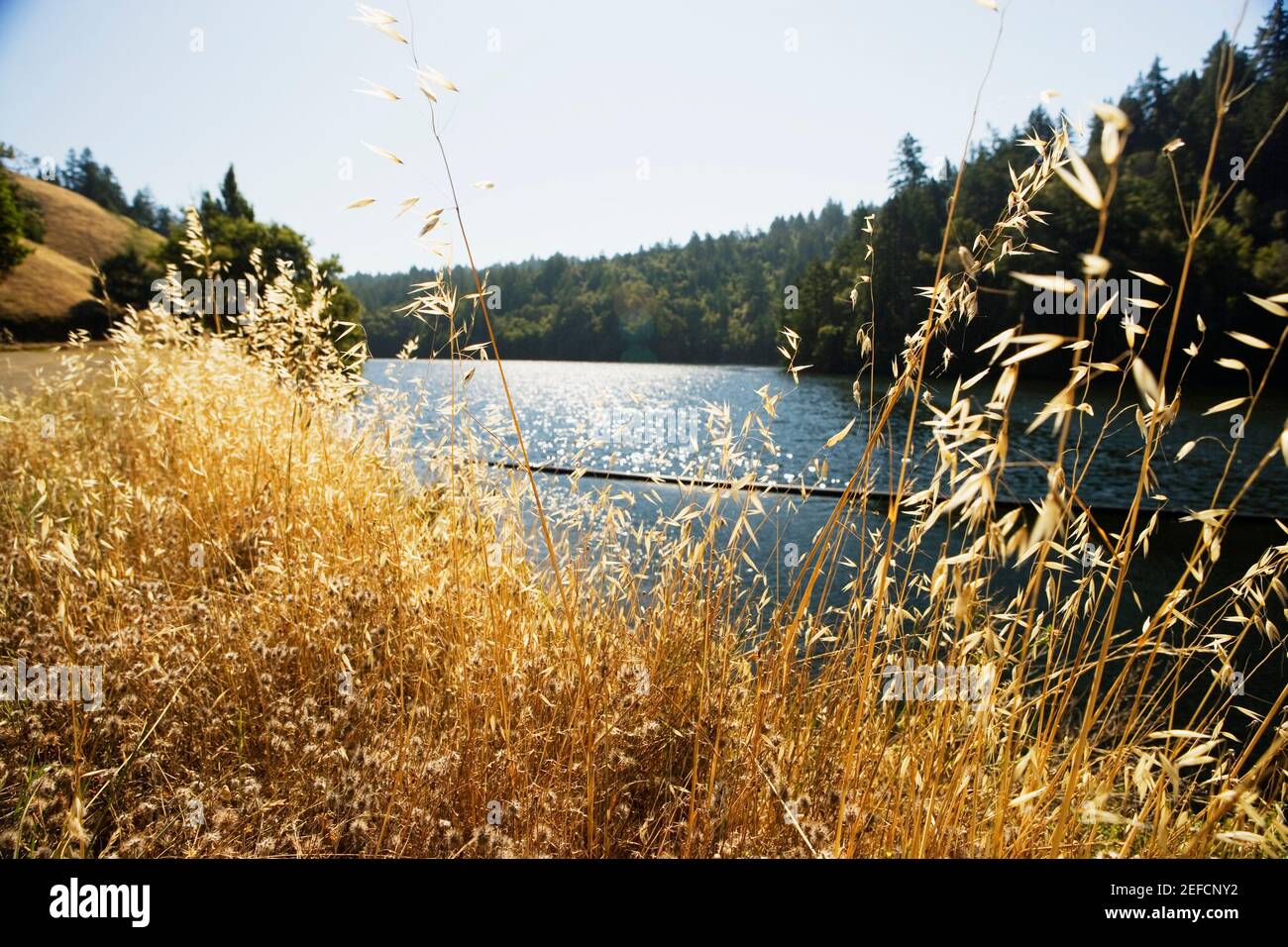 Panoramic view of a lake, Mt. Tamalpais State Park, California, USA Stock Photo