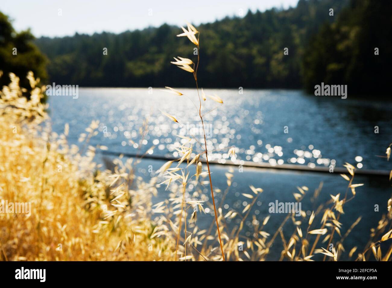 Panoramic view of a lake, Mt. Tamalpais State Park, California, USA Stock Photo