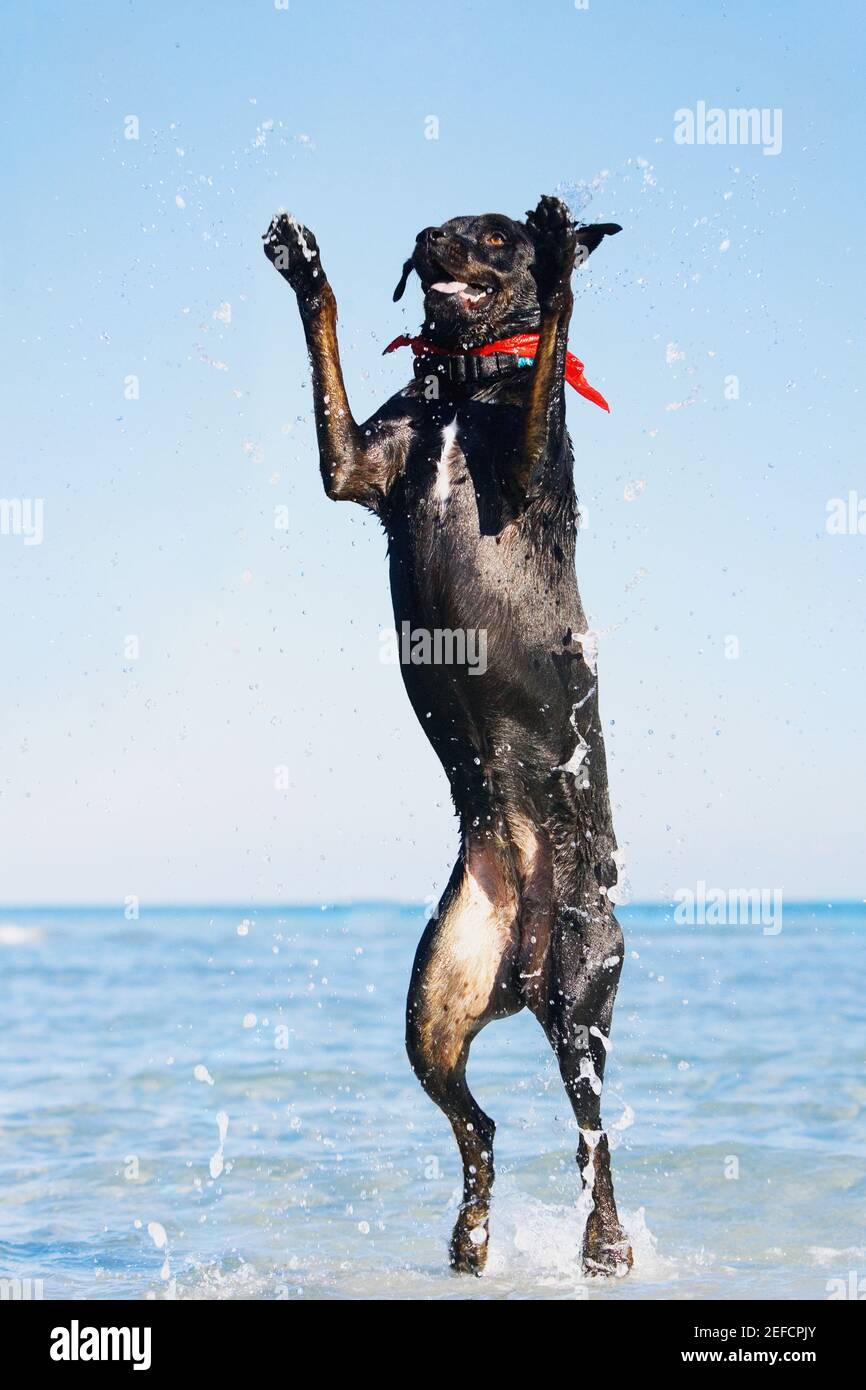 Dog jumping in water Stock Photo Alamy