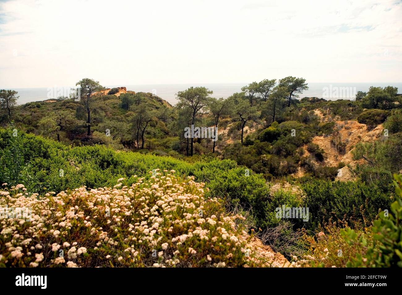 High angle view of lush foliage in Torrey Pines State Reserve, San Diego, California, USA Stock Photo