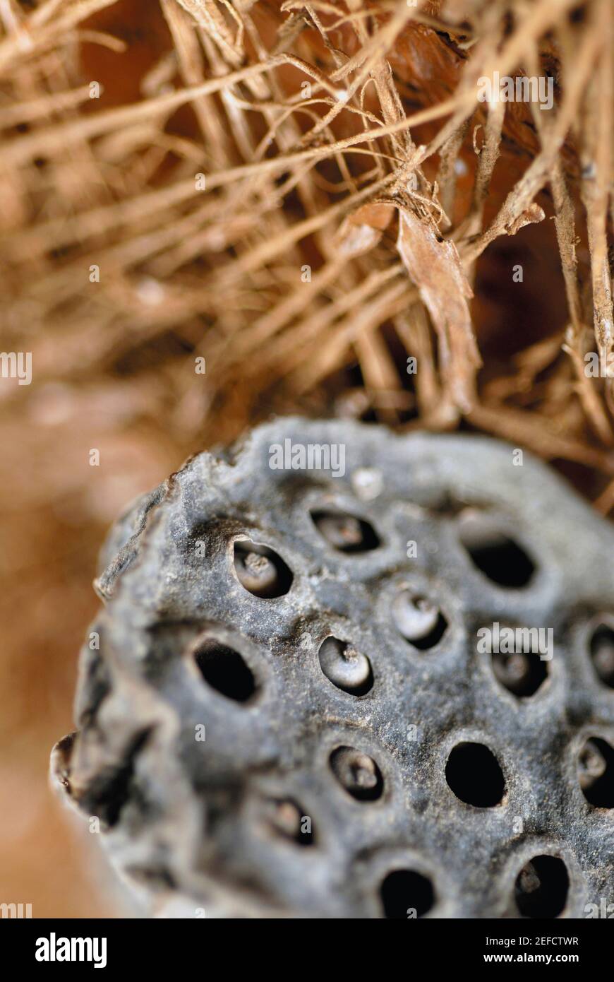 Close up idea hi-res stock photography and images - Alamy