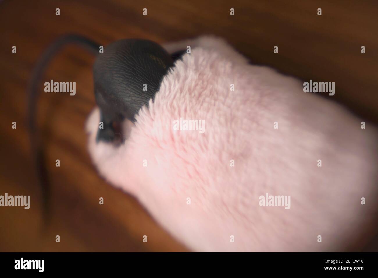 High angle view of a rat in baby booties Stock Photo