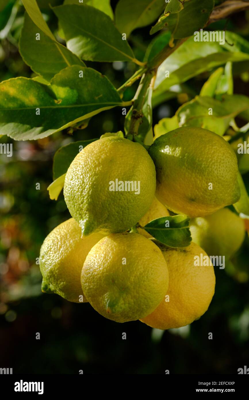 Lemon tree in Axarquia, Malaga, Andalucía, Costa del Sol, Spain Stock