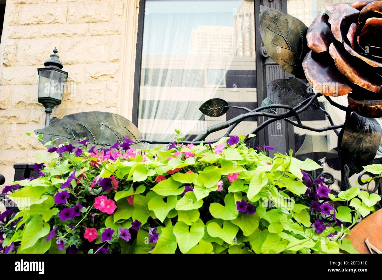 Low angle view of ivy and petunias growing outside a building, Chicago, Illinois, USA Stock Photo