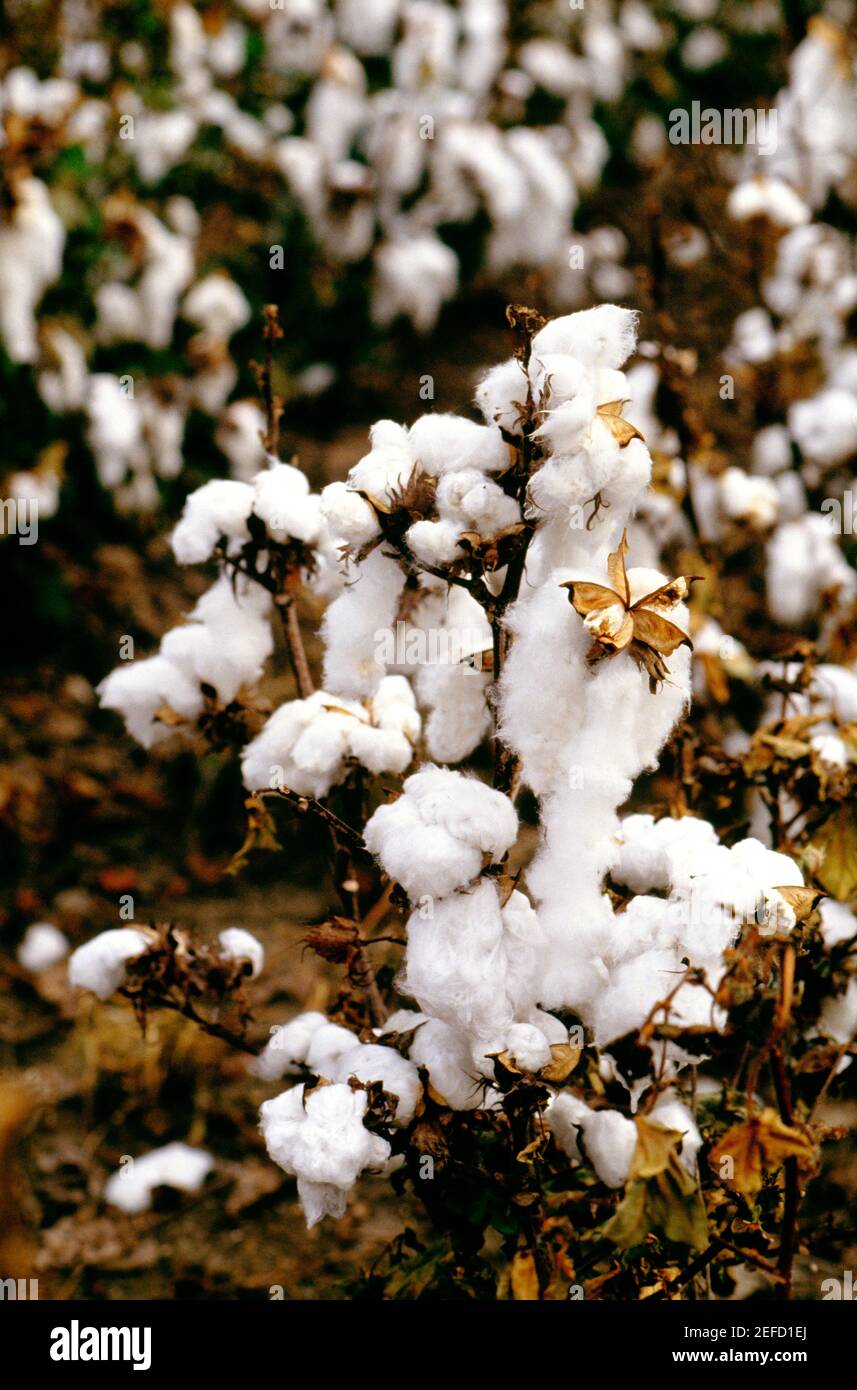 Cotton field in north texas hi-res stock photography and images - Alamy