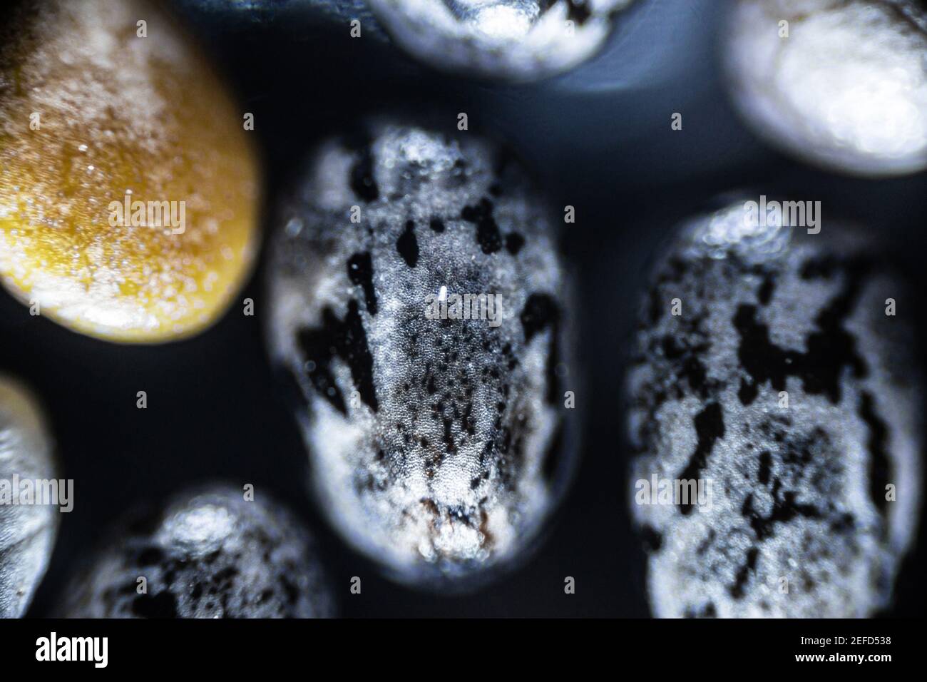 Chia seeds close up under the light microscope, magnification 40 times