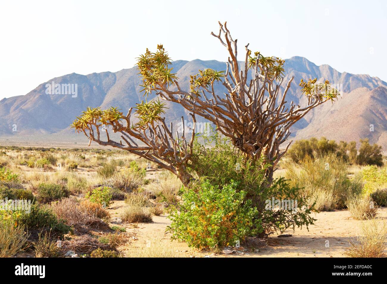 Quiver tree in african desert. Namibia, Africa Stock Photo Alamy