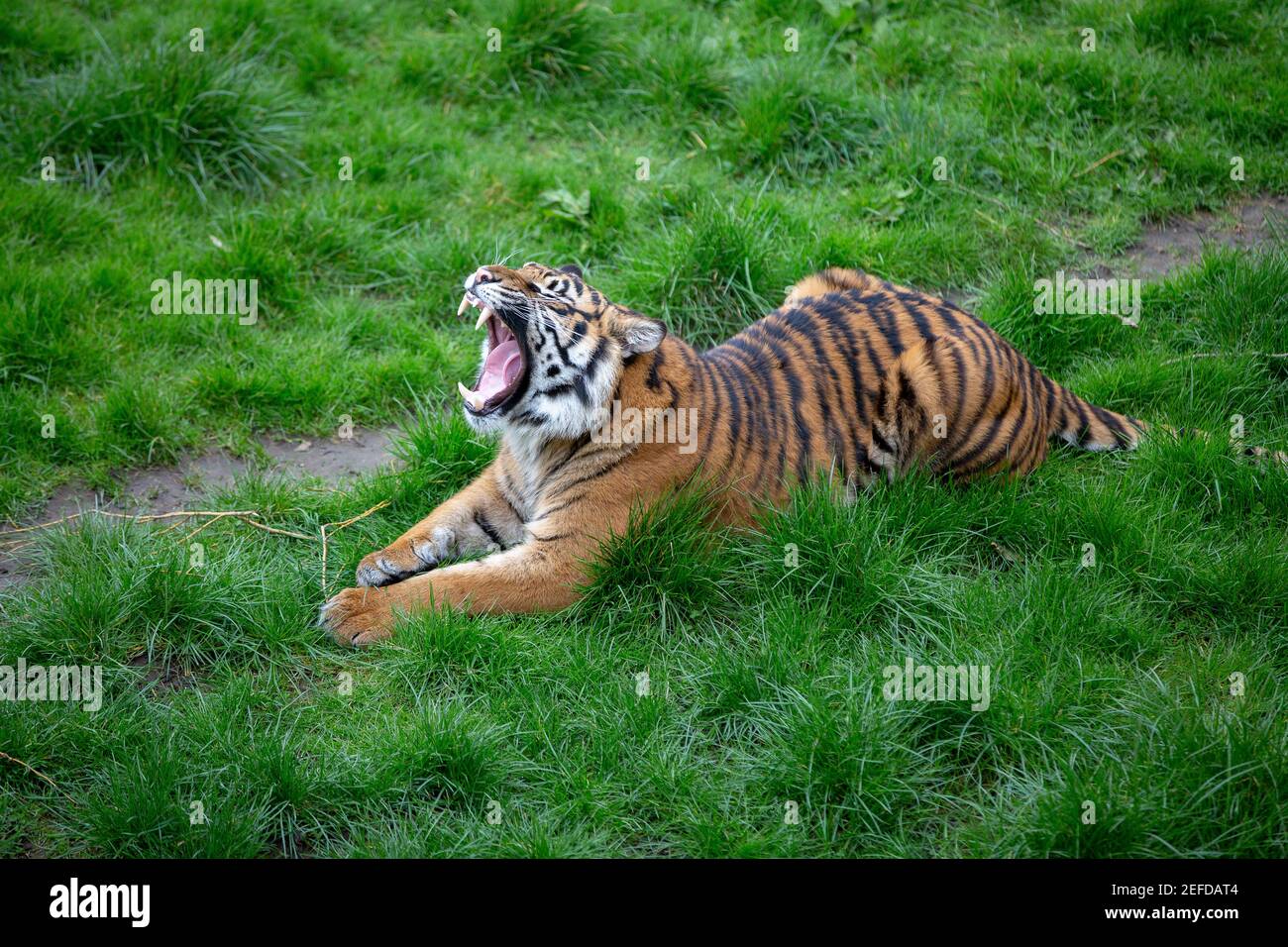 Lion at Flamingo Land Zoo Stock Photo - Alamy