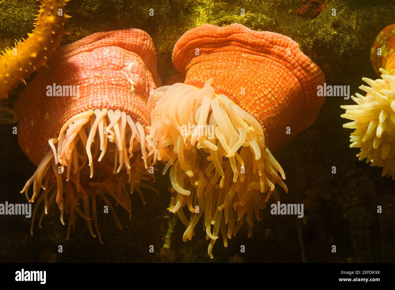 Close-up of a sea anemone underwater Stock Photo