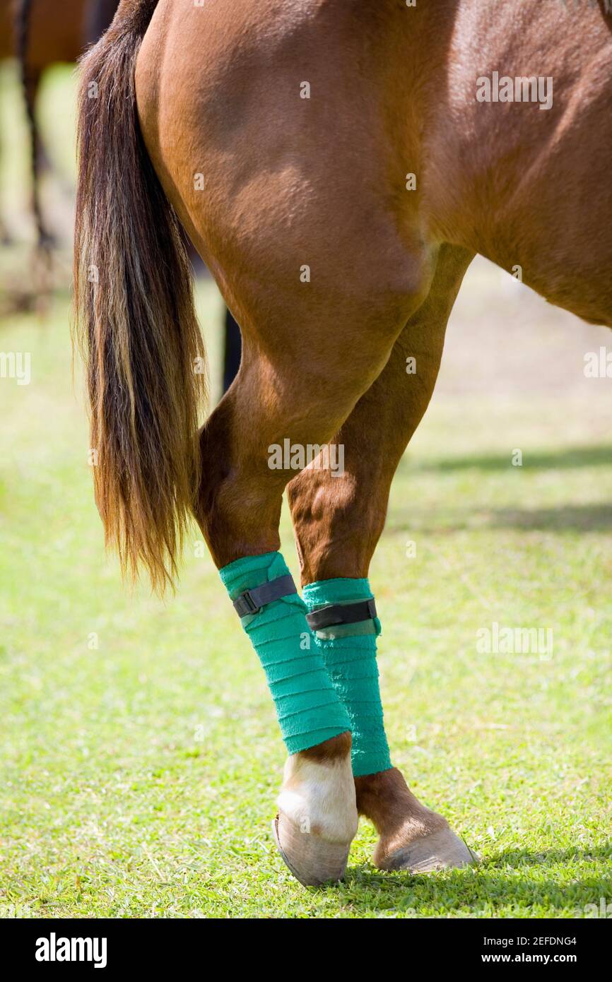 Closeup of a horse legs wrapped with bandages Stock Photo Alamy