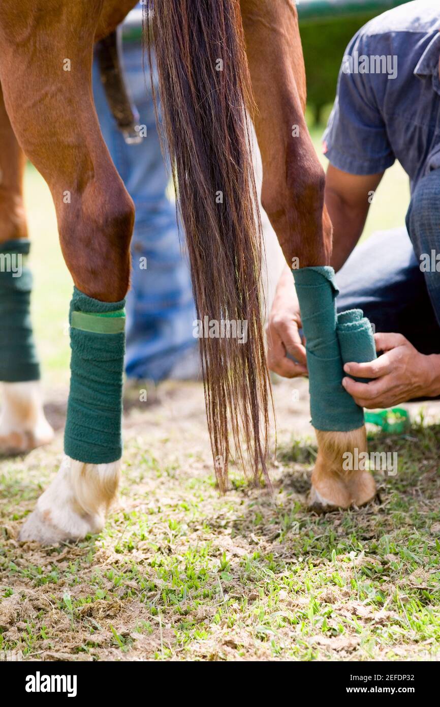 Mid section view of a man rolling a bandage on a horse leg Stock Photo