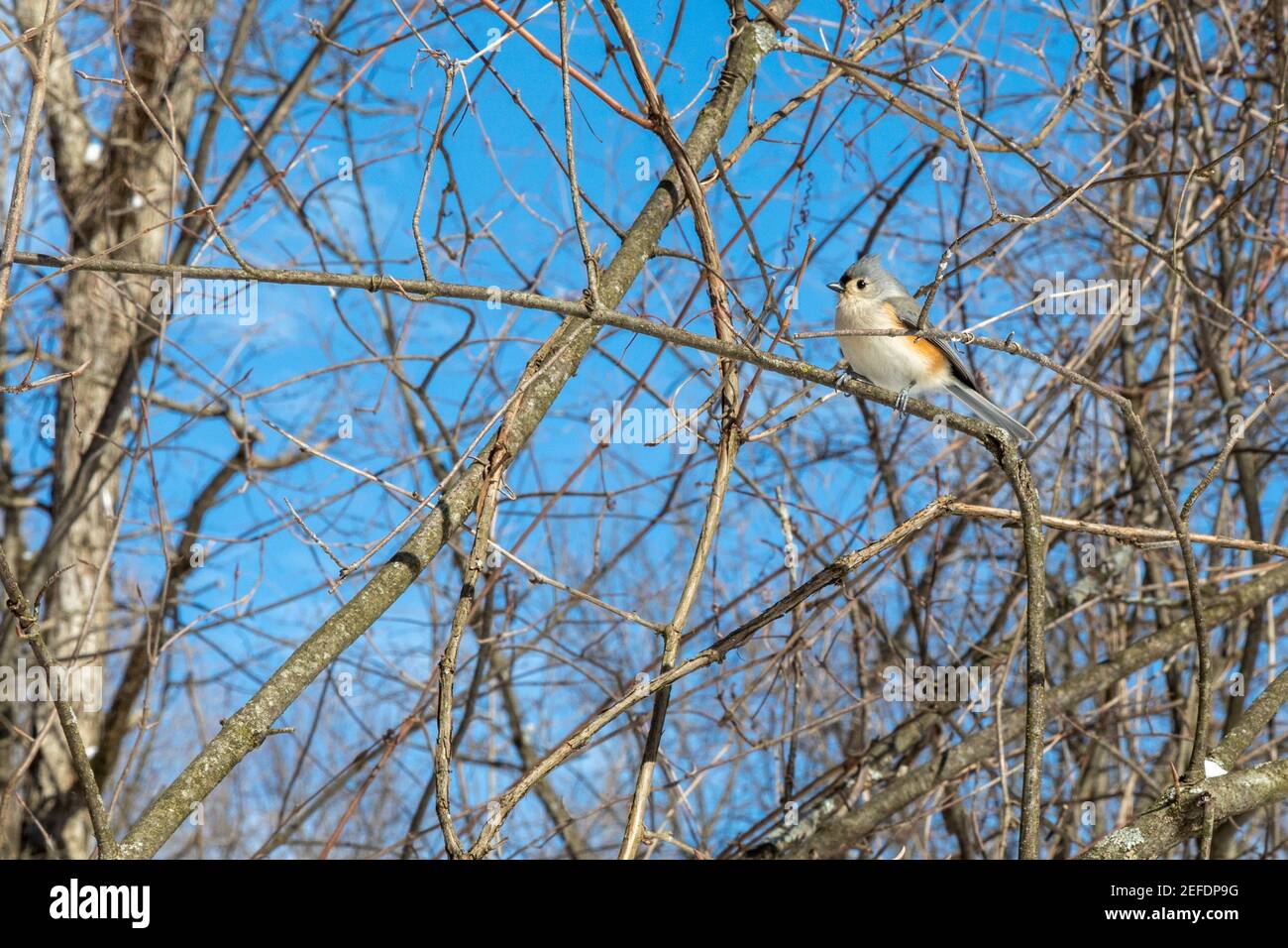 Milford, Michigan - A tufted titmouse (Baeolophus bicolor) in Kensington Metropark. Stock Photo