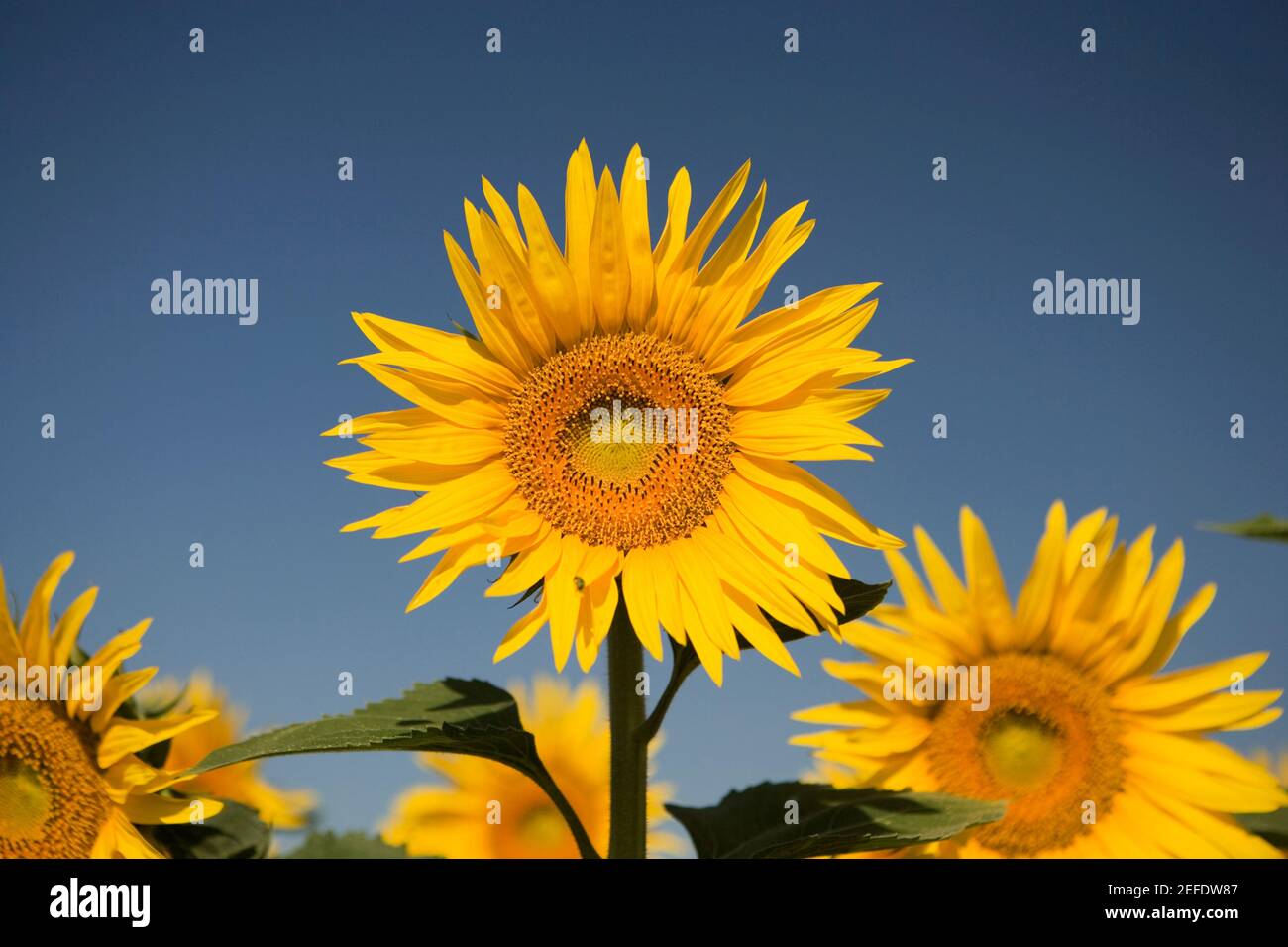 Close up sunflower dof hi-res stock photography and images - Alamy