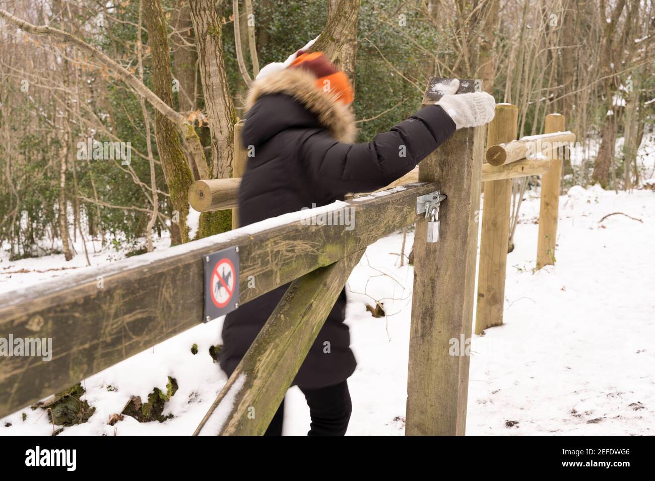 woman dress in thick winter coats and hat opens the gate hiking in snowy winter day, woodland , Kent Stock Photo
