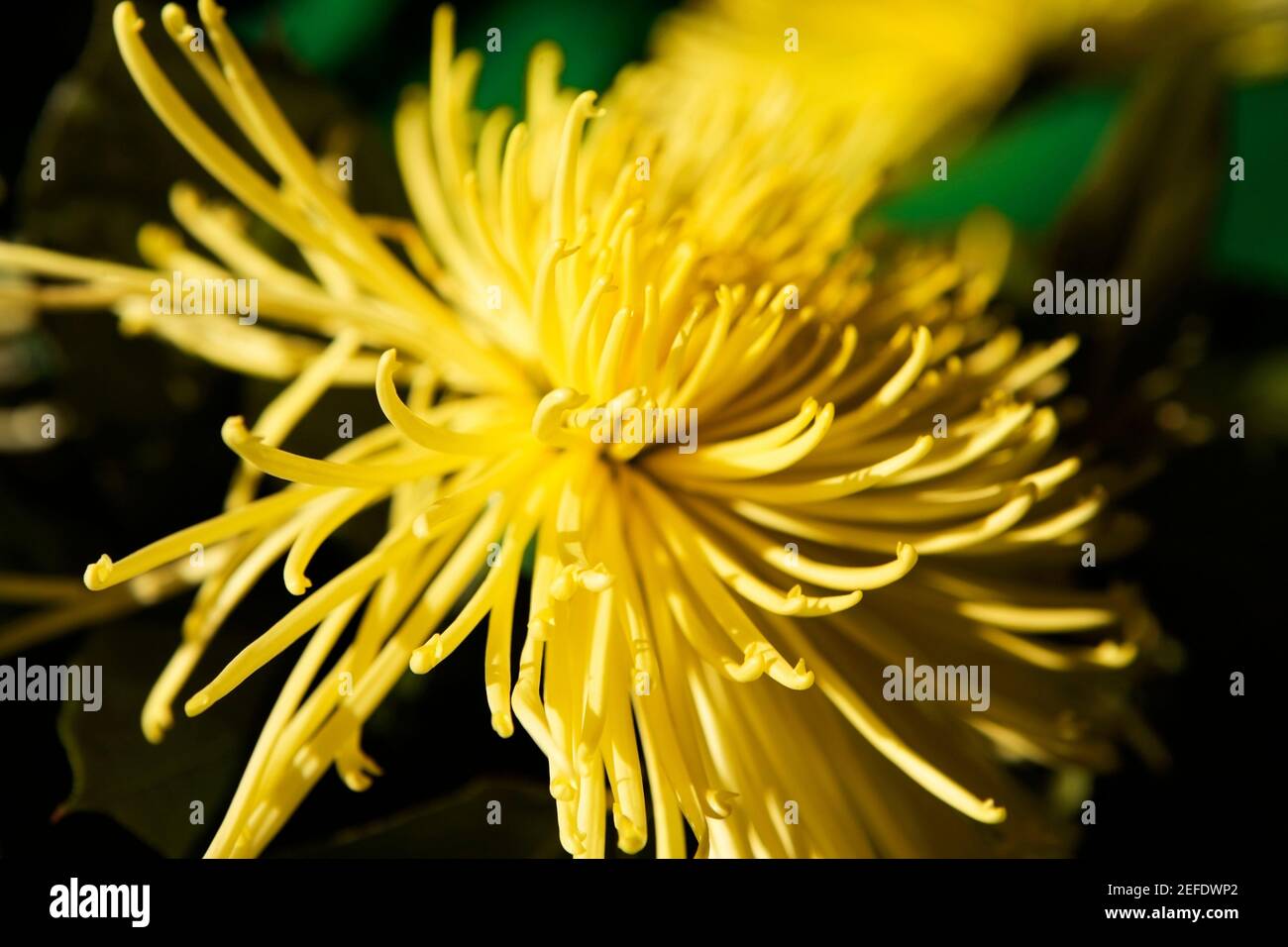 Close-up of a Chrysanthemum (Spider mum), Washington DC, USA Stock Photo
