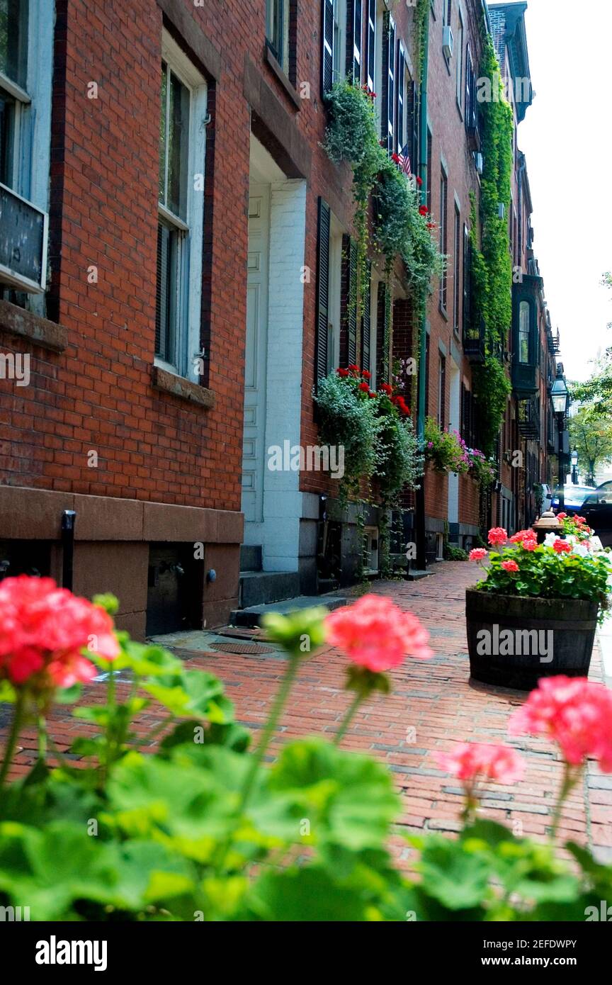 Flowering plants in front of a building, Boston, Massachusetts, USA
