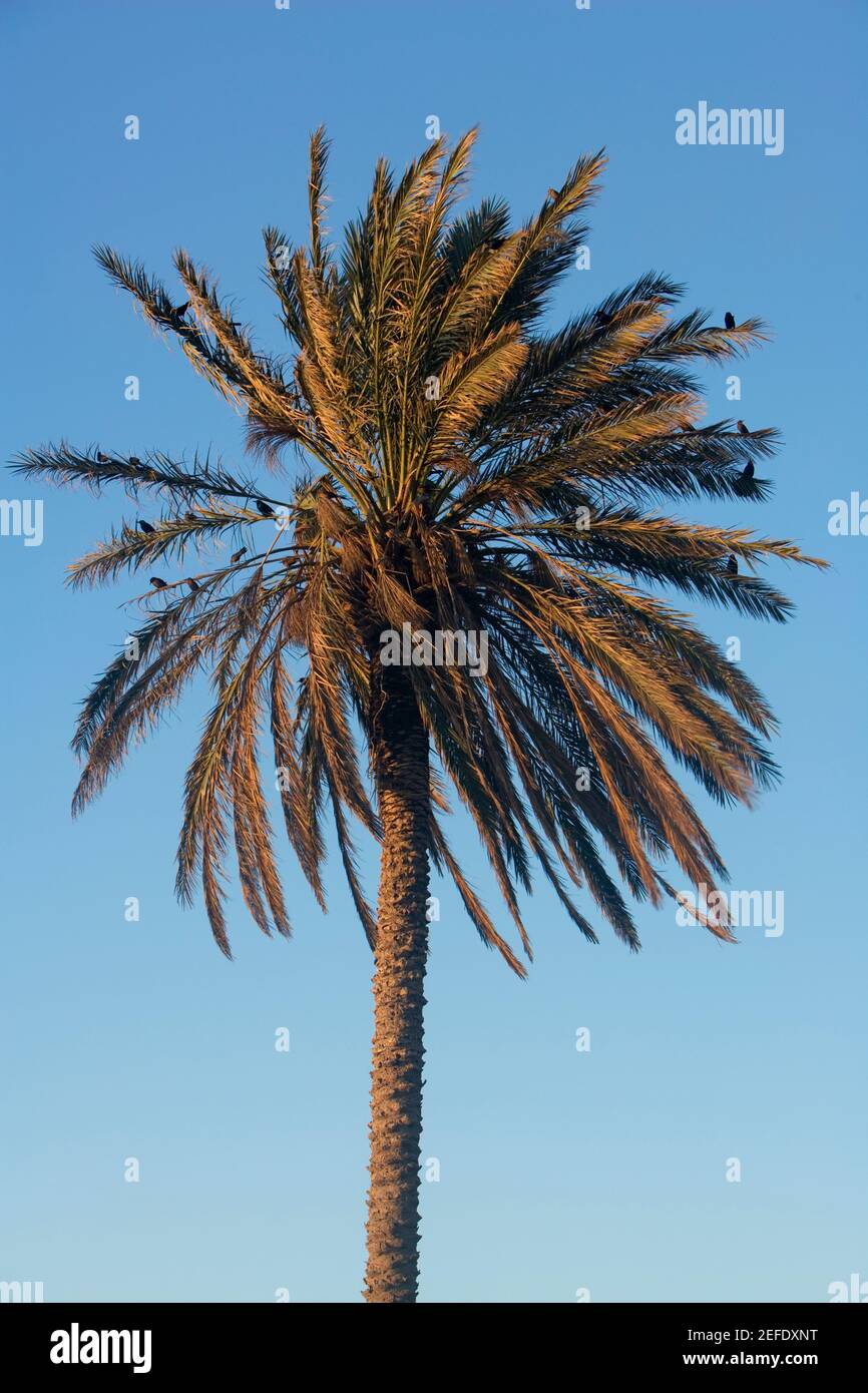 Low angle view of a palm tree, Miami, Florida, USA Stock Photo Alamy