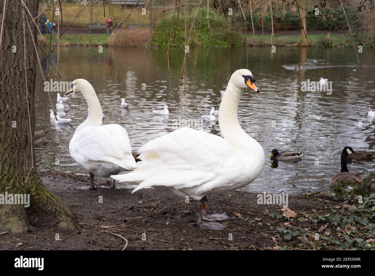 two mute swans standing on pond side ready for preening Stock Photo