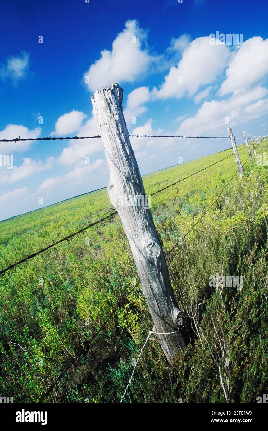Barbed wire fence in a field, Texas, USA Stock Photo