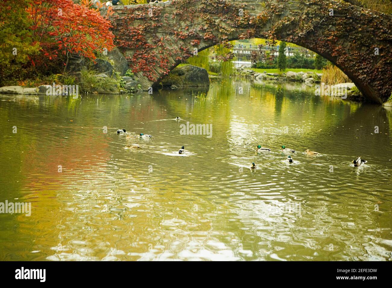 Flock of ducks swimming in water, Central Park, Manhattan, New York City, New York State, USA Stock Photo
