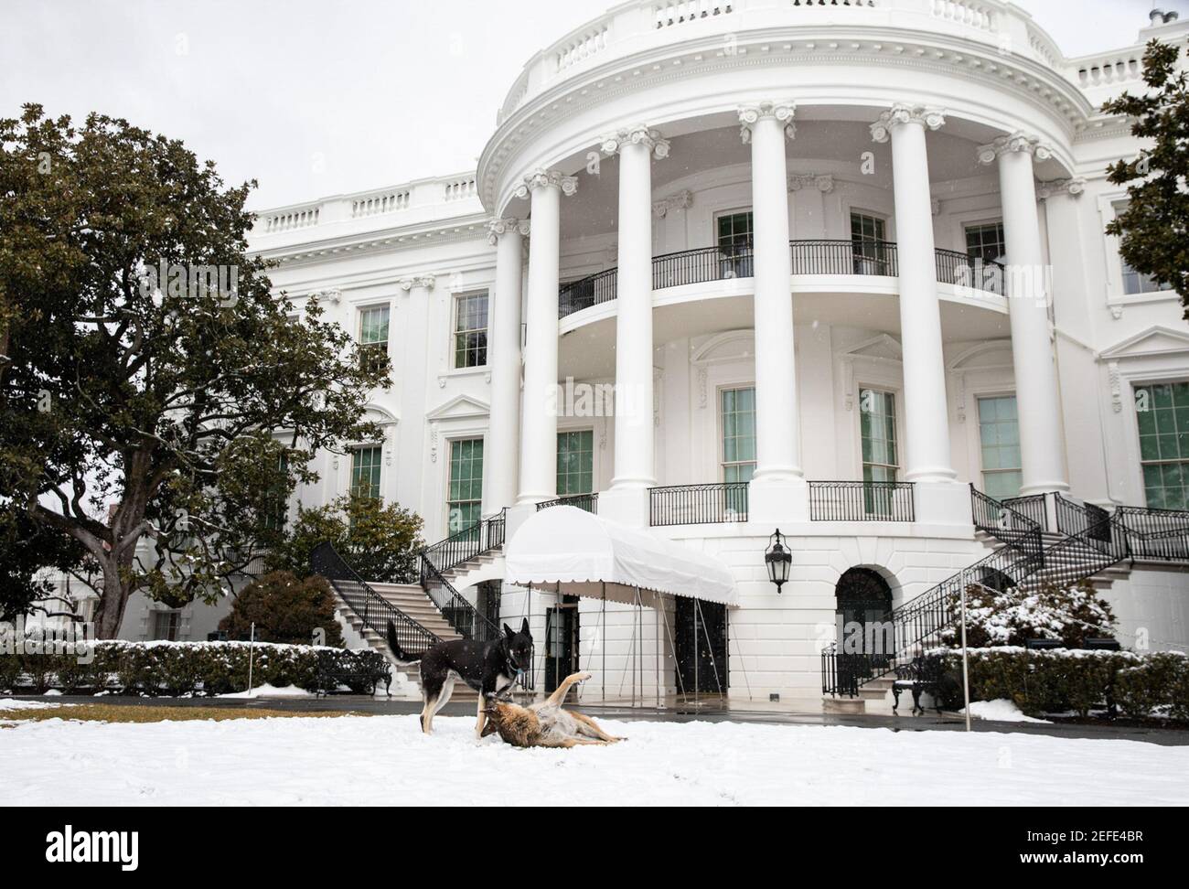 Biden family dogs hires stock photography and images Alamy