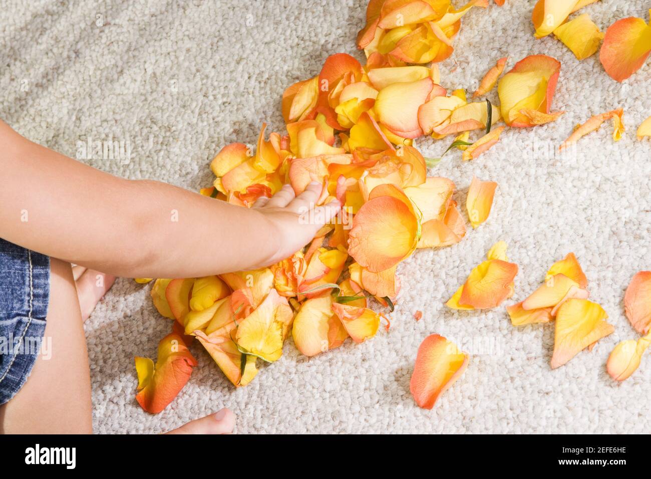 High angle view of a boy picking rose petals Stock Photo