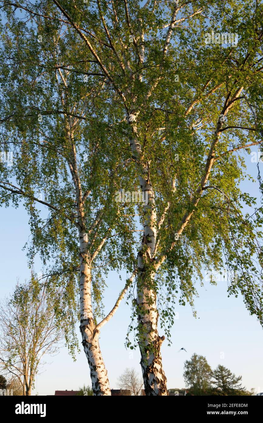 The birch (Betula) from the birch family (Betulaceae) is an extremely undemanding pioneer tree Stock Photo