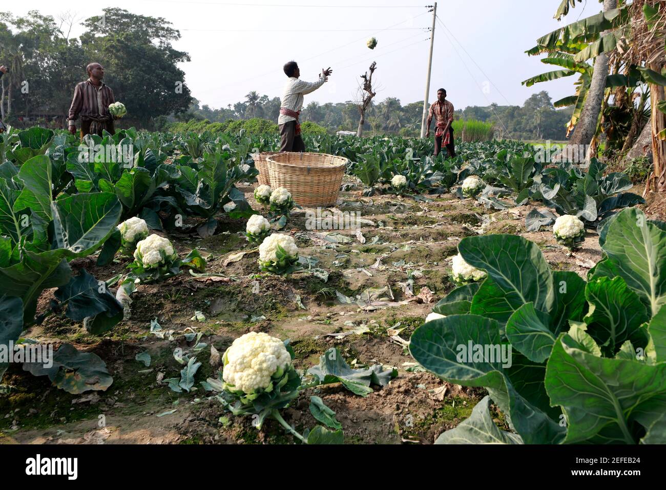 Khulna, Bangladesh - February 06, 2021: The farmers are picking winter vegetable cauliflower from their fields for sale in the market at Dumuria in Kh Stock Photo