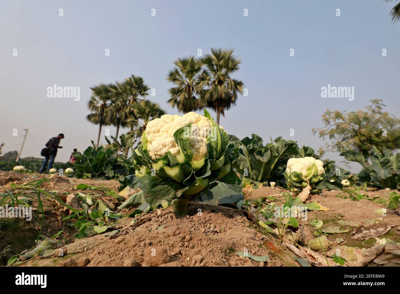 Khulna, Bangladesh - February 06, 2021: The farmers are picking winter vegetable cauliflower from their fields for sale in the market at Dumuria in Kh Stock Photo
