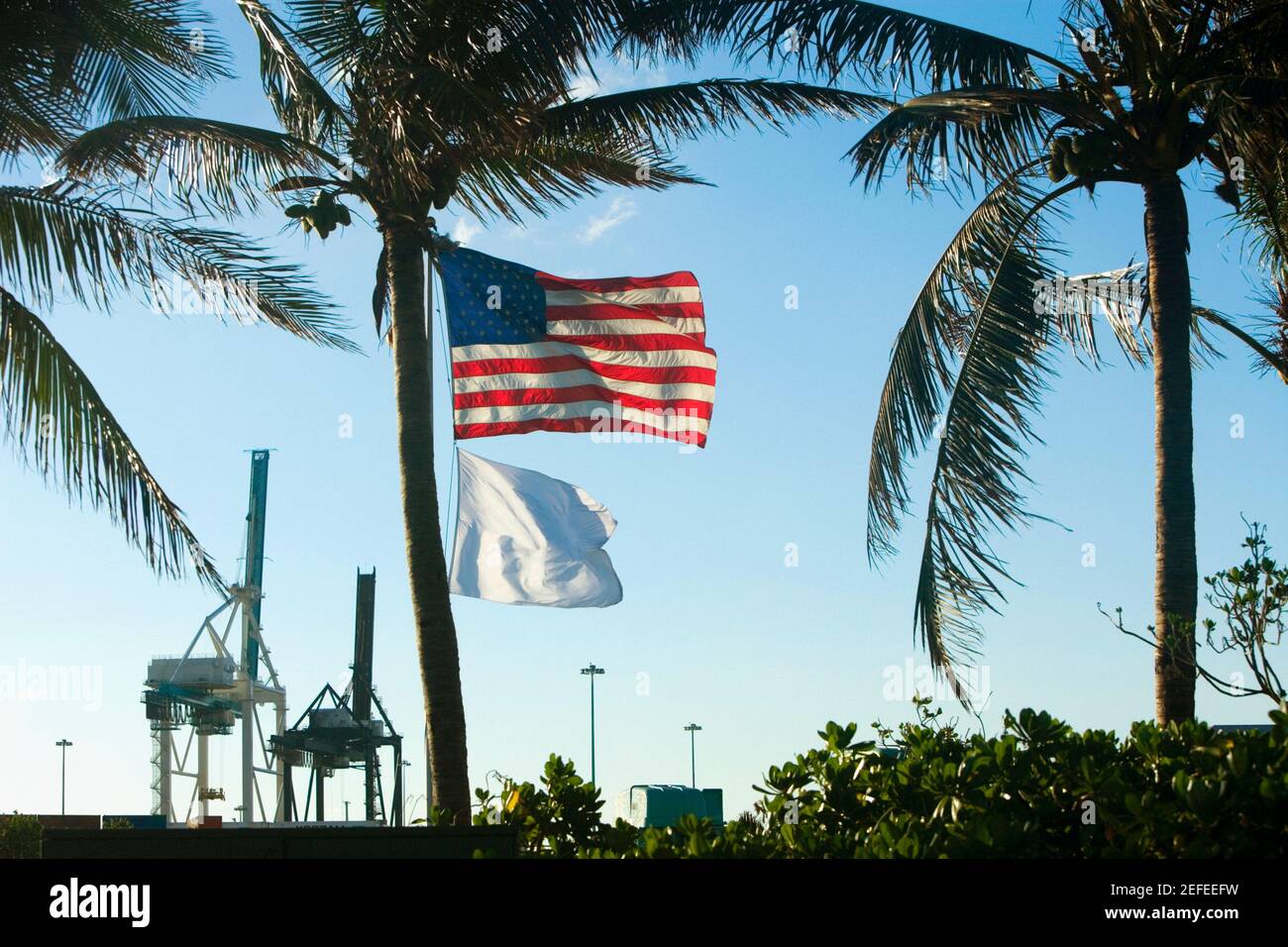 Low angle view of flags behind palm trees, Miami, Florida, USA Stock