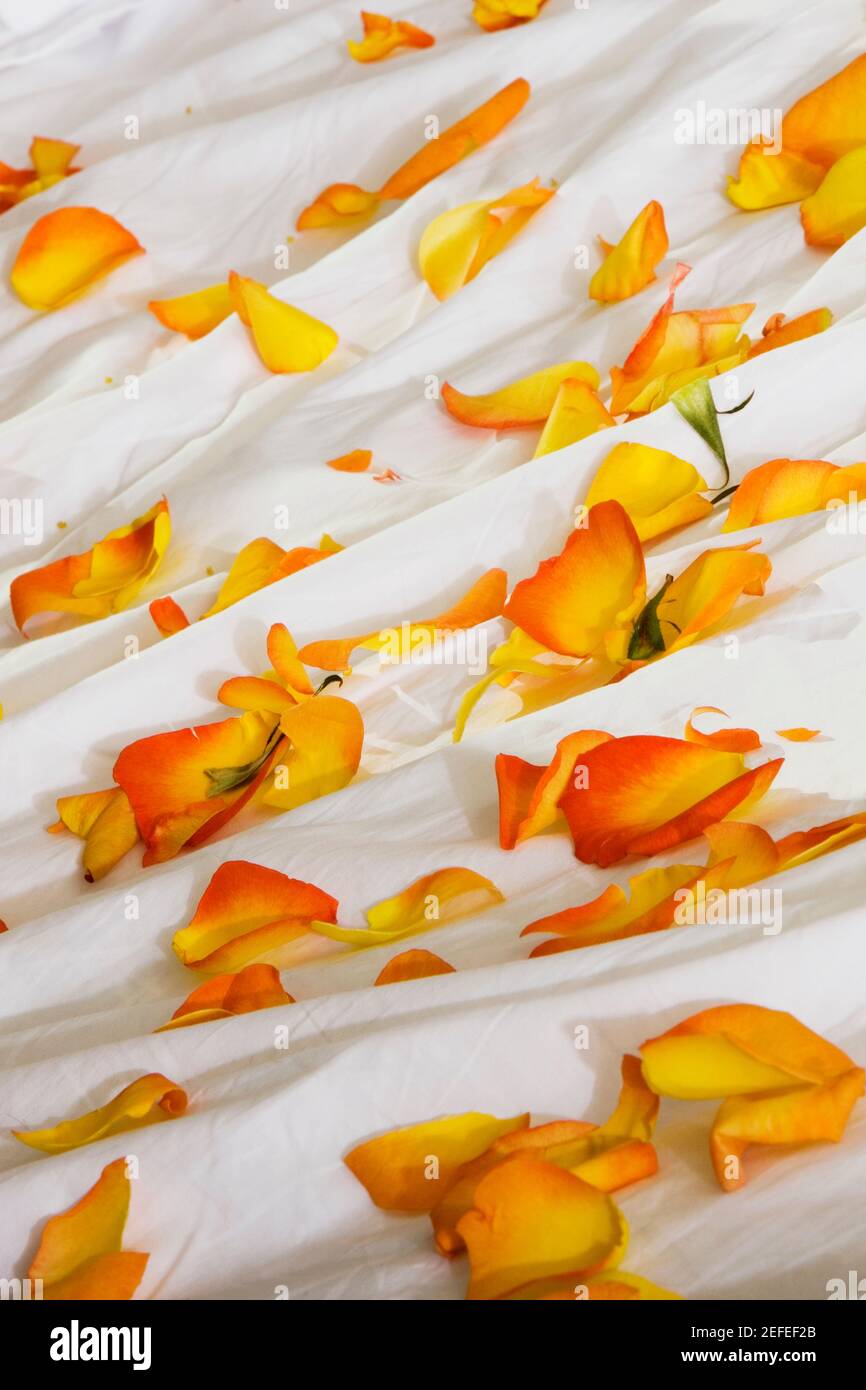 High angle view of rose petals on the bed Stock Photo