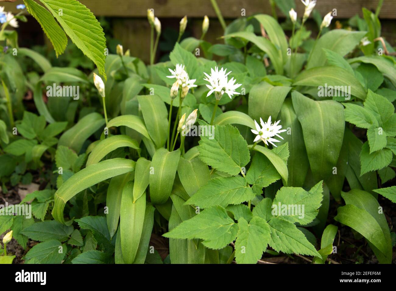 Wild garlic, Allium ursinum, is a valued wild vegetable and medicinal plant. It can also be grown in the garden. Stock Photo