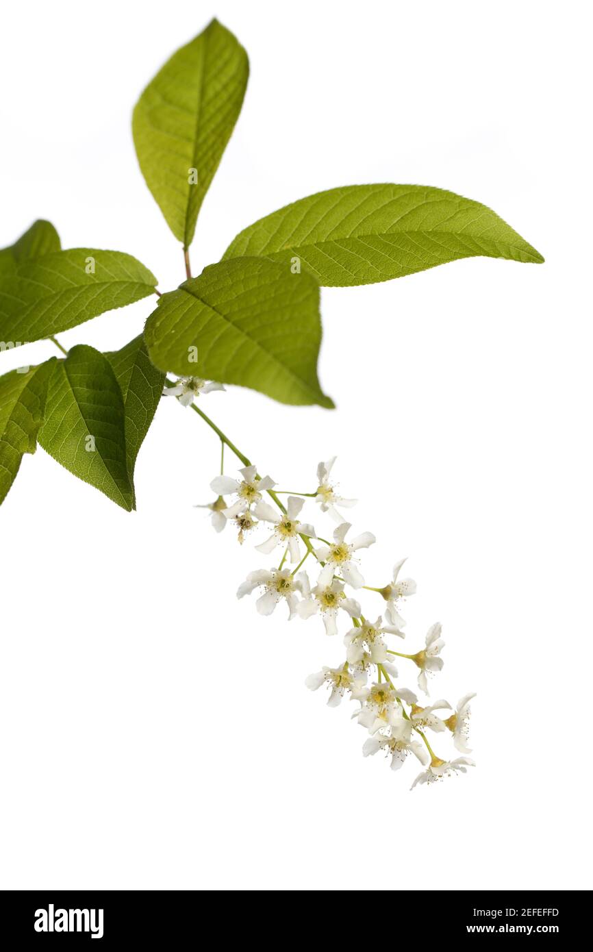 prunus padus isolated on white background Stock Photo