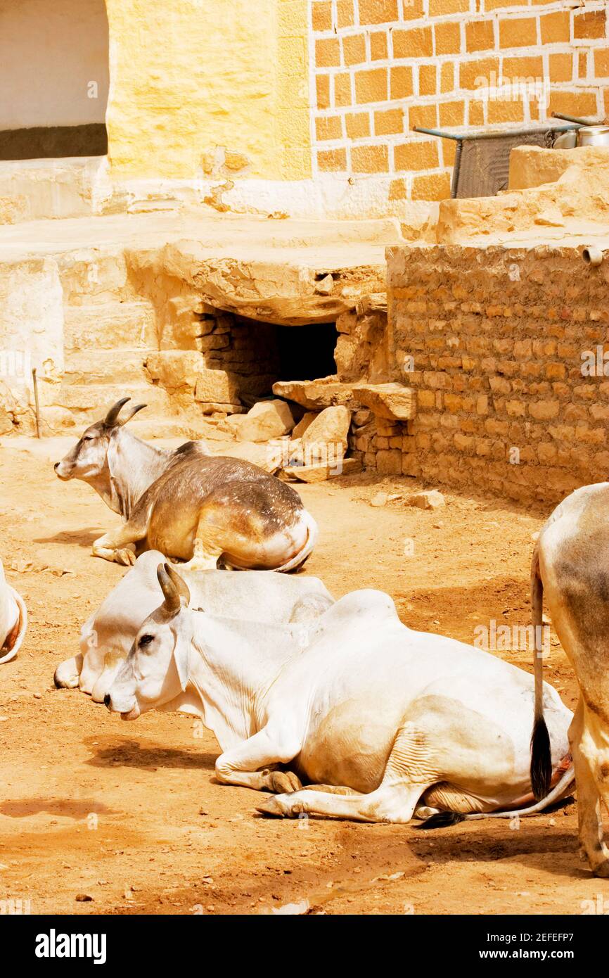 High angle view of cows on the street, Jaisalmer, Rajasthan, India Stock Photo
