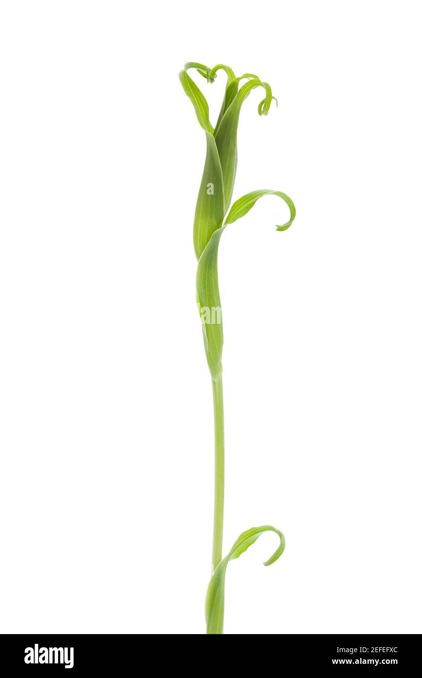 Big Salsify (Tragogogon dubius) stem and blossom Stock Photo