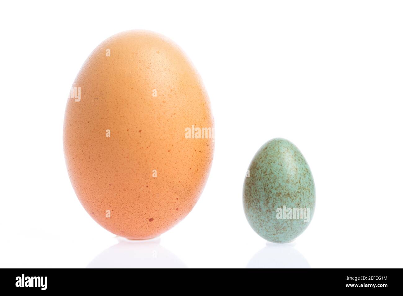 Blackbird egg compared to chicken egg Stock Photo