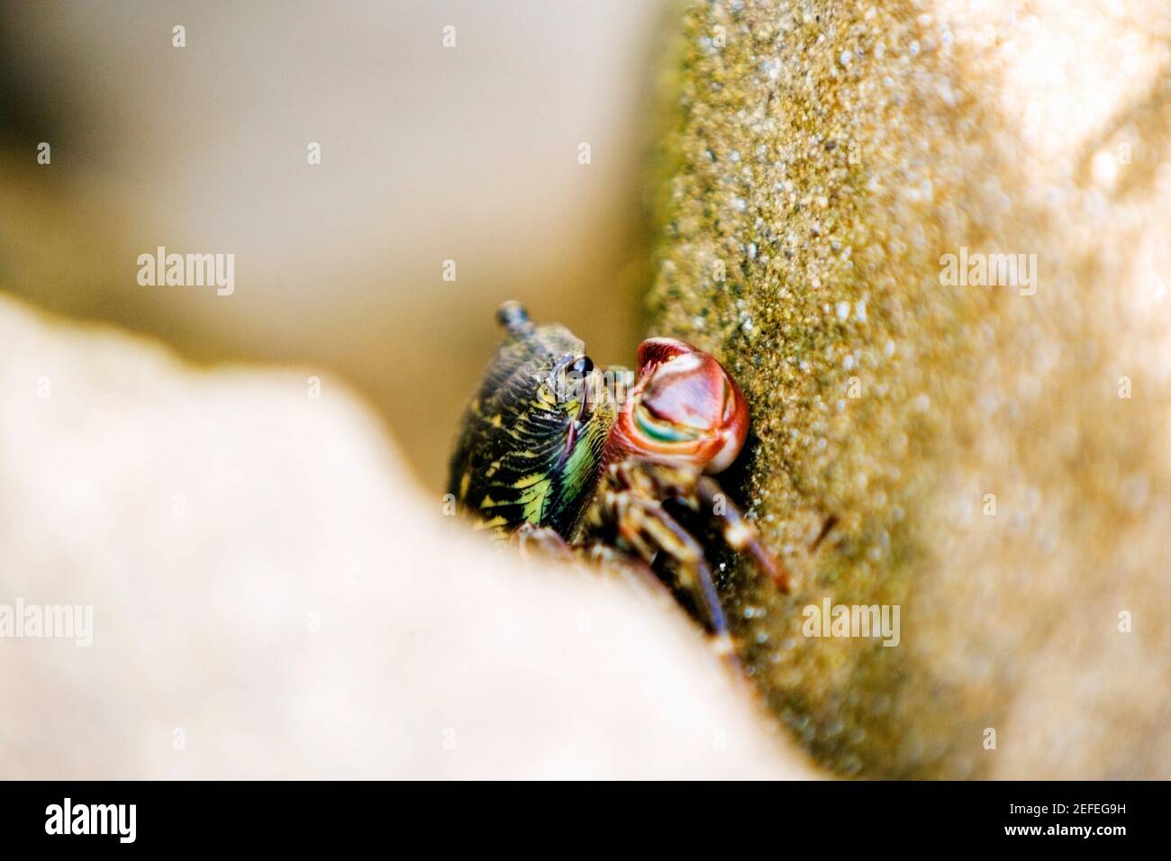 A crab, La Jolla Reefs, San Diego Bay, San Diego, California, USA Stock