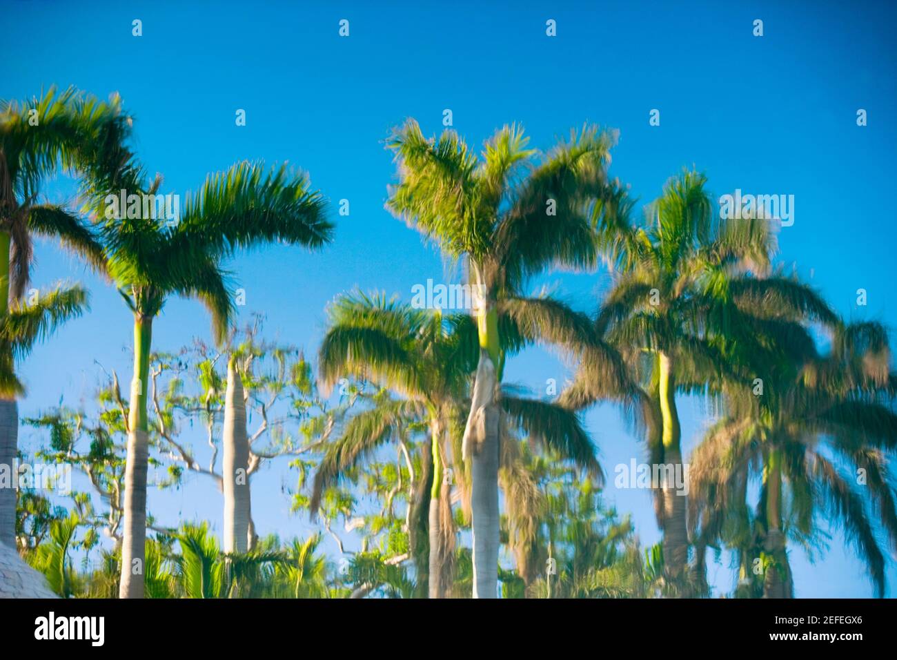 Low angle view of palm trees Stock Photo - Alamy